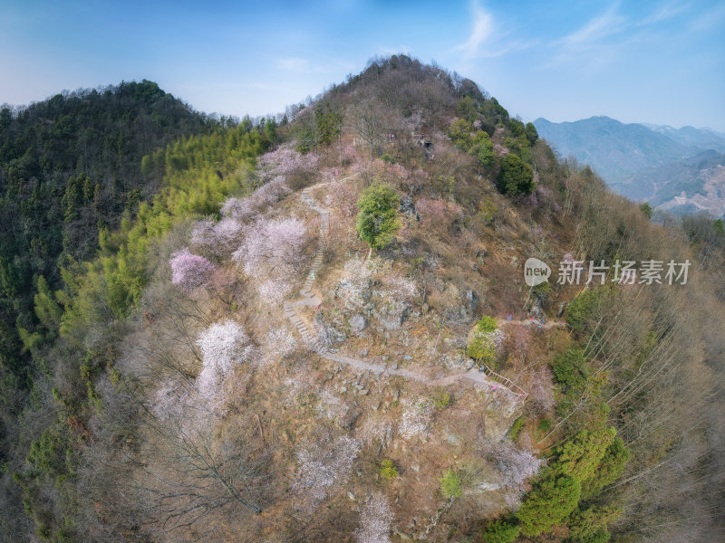 杭州富阳浮云岭山野樱花游步道航拍