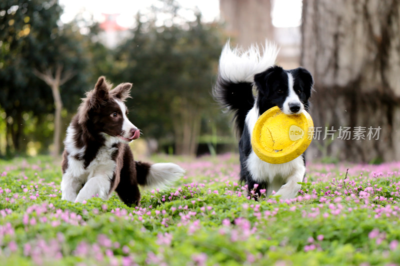 边境牧羊犬