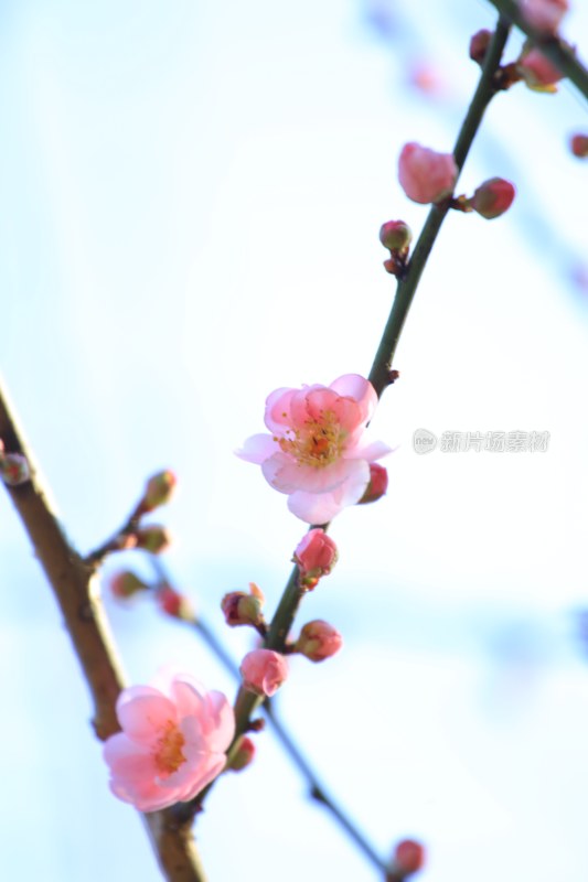 春日盛开的粉色梅花花枝特写