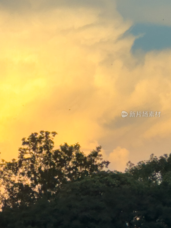 夕阳西下的天空衬托下树木的轮廓