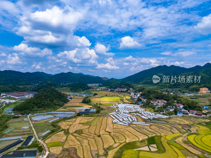 秋收美丽乡村农田航拍图