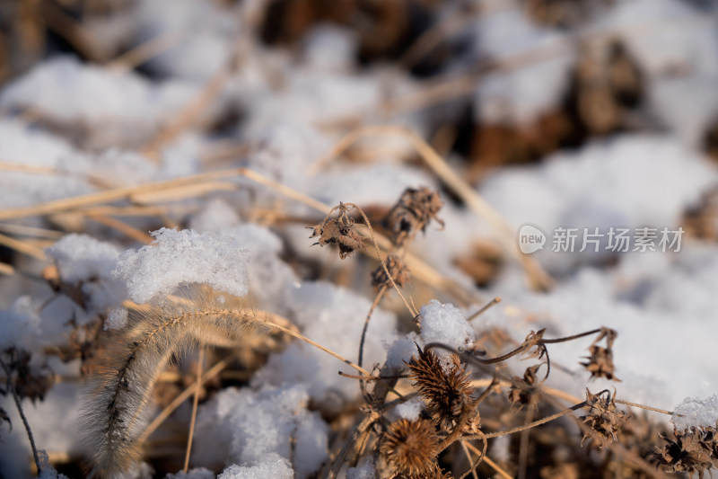 冬天干枯植物上的积雪