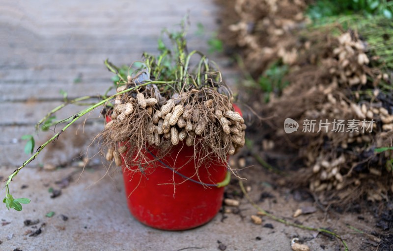 桶中带根带藤新鲜花生