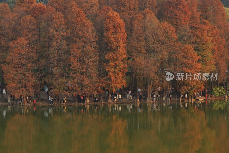 湖边红杉树及休闲人群景观