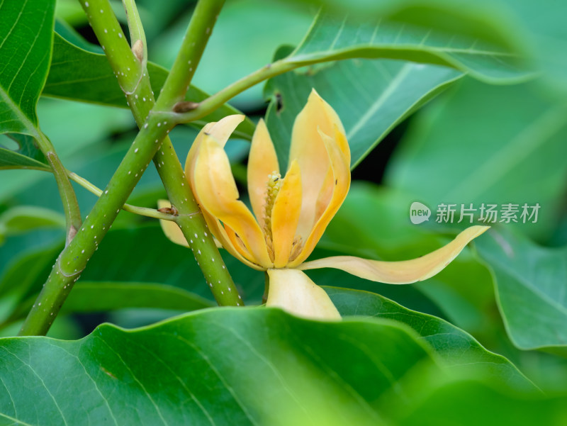 白兰树开花特写