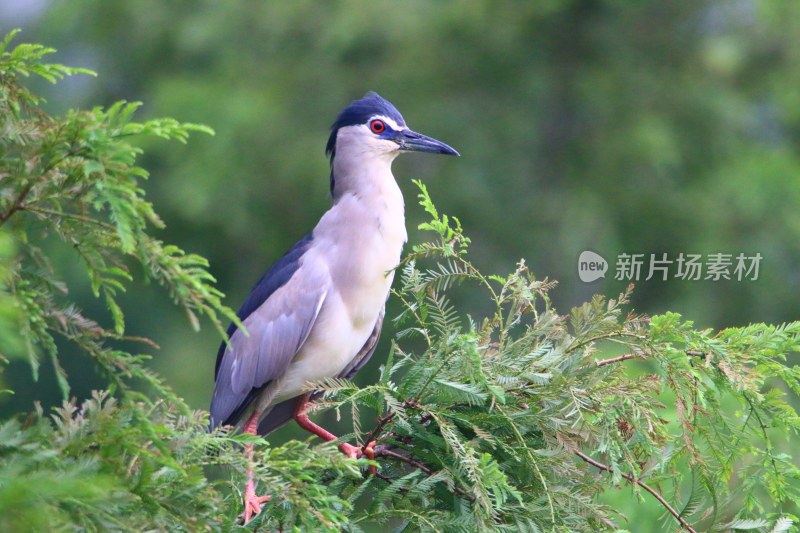 盼望归来——鹭鸟