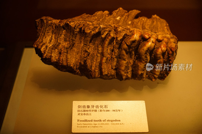 剑齿象牙齿化石