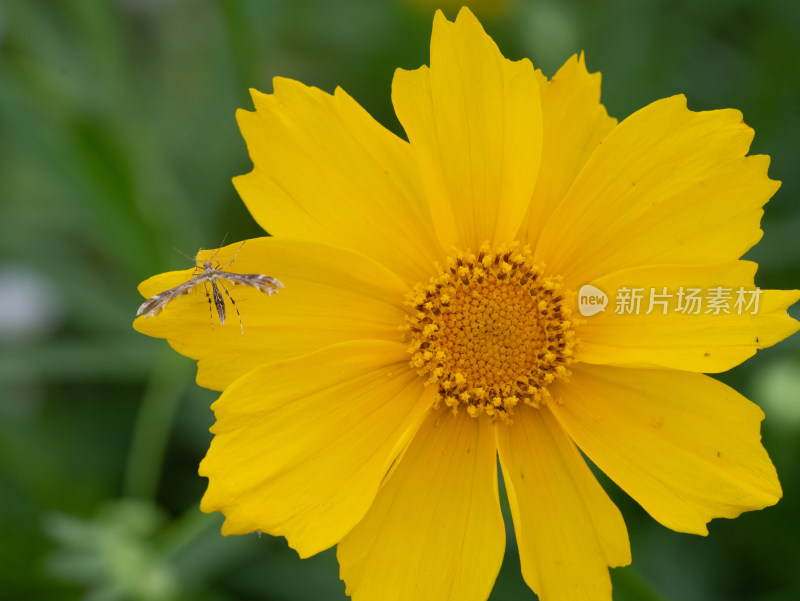 春天的金鸡菊开花特写