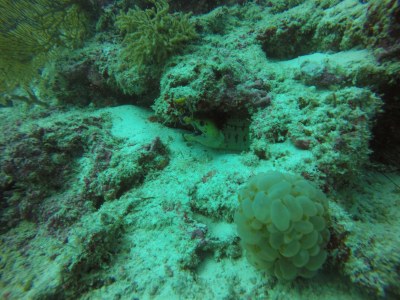 海底珊瑚与海鳗景观