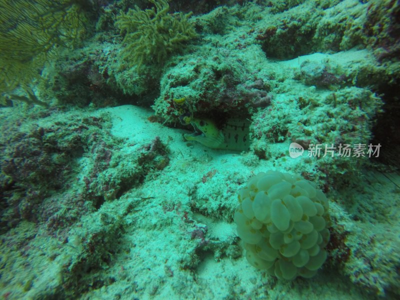 海底珊瑚与海鳗景观