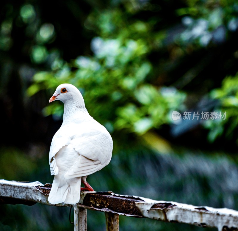 栏杆上的白鸽