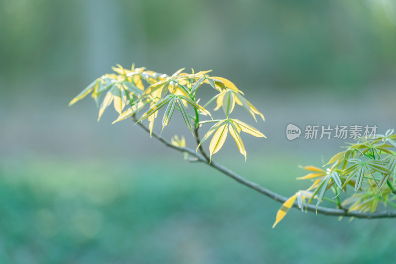 生长的植物叶子