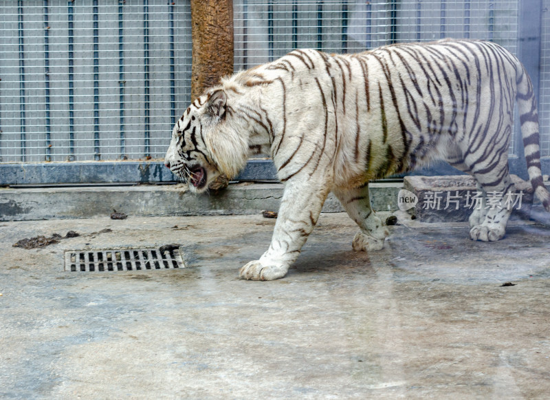 动物园里一只凶猛的白虎