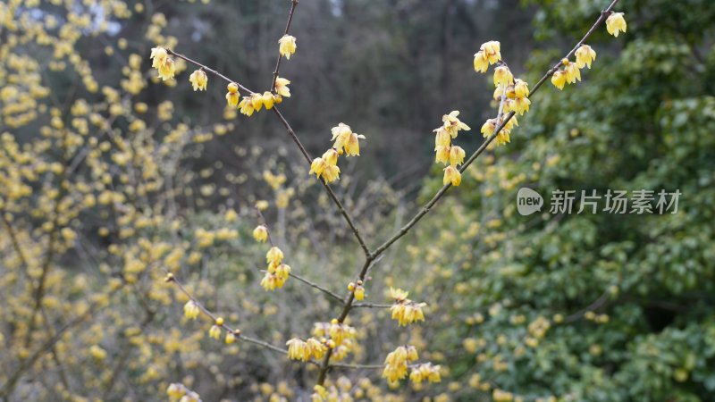 腊梅花开