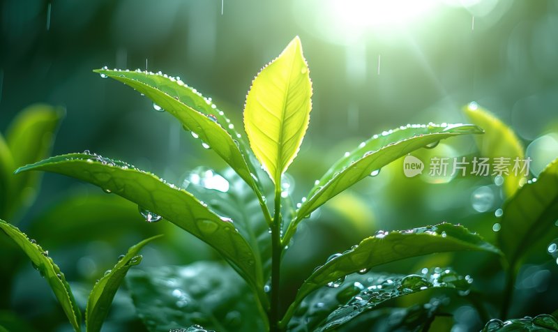 晨曦茶园茶叶农作物绿色生态环保背景