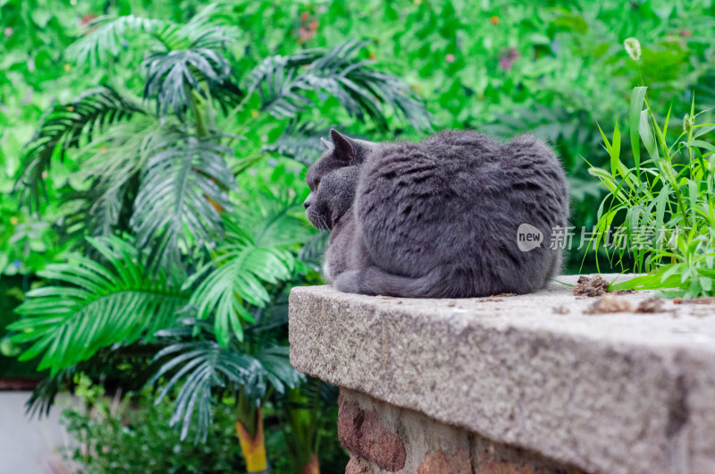 庭院中一只黑猫