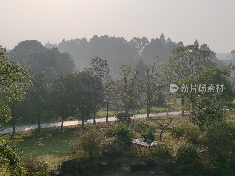 林间小路的自然晨景