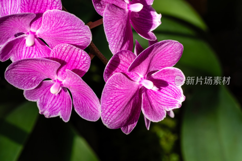 上海辰山植物园兰花微距特写