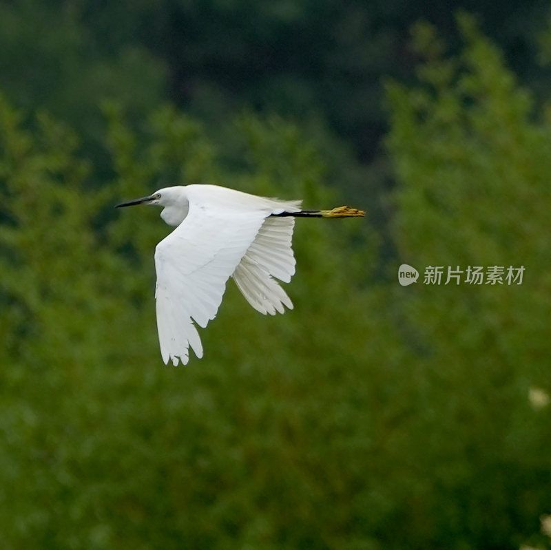 尖嘴白鹭水鸟飞翔