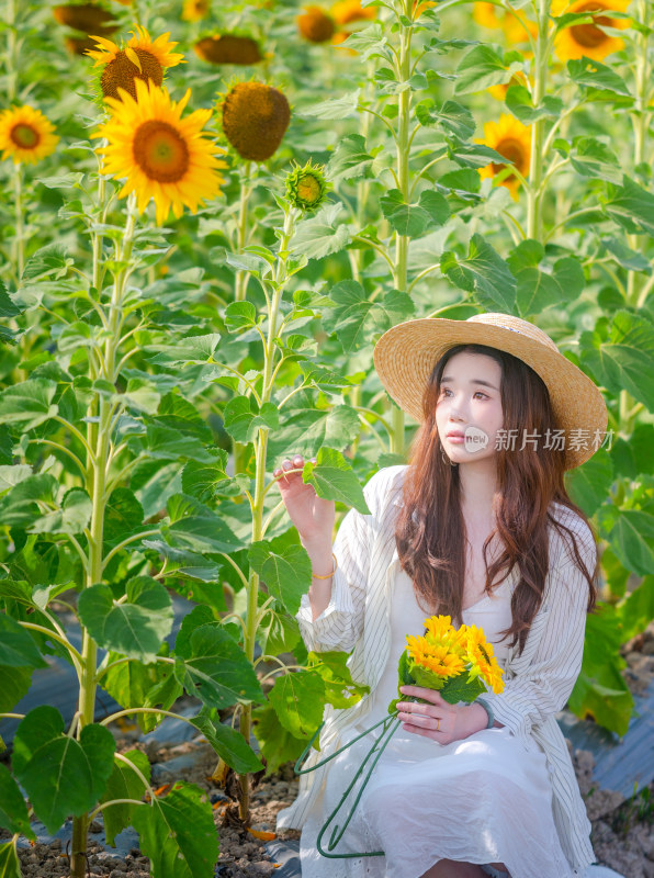 海南三亚向日葵花田里拍照的美女