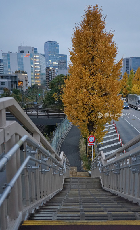 日本东京，秋天的街道，银杏树