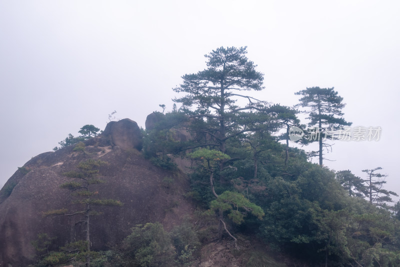 云雾下，安徽黄山的松树风景