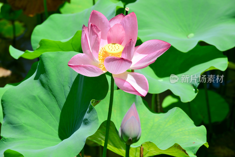 荷花荷叶池塘