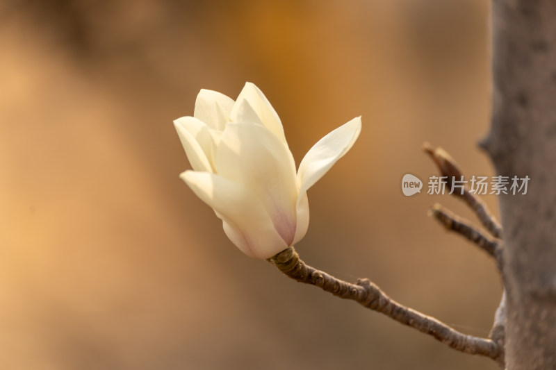 枝头绽放的一朵白玉兰花特写