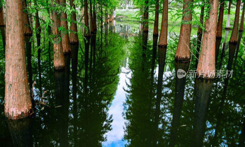 昆明滇池海洪湿地公园的水上红衫林
