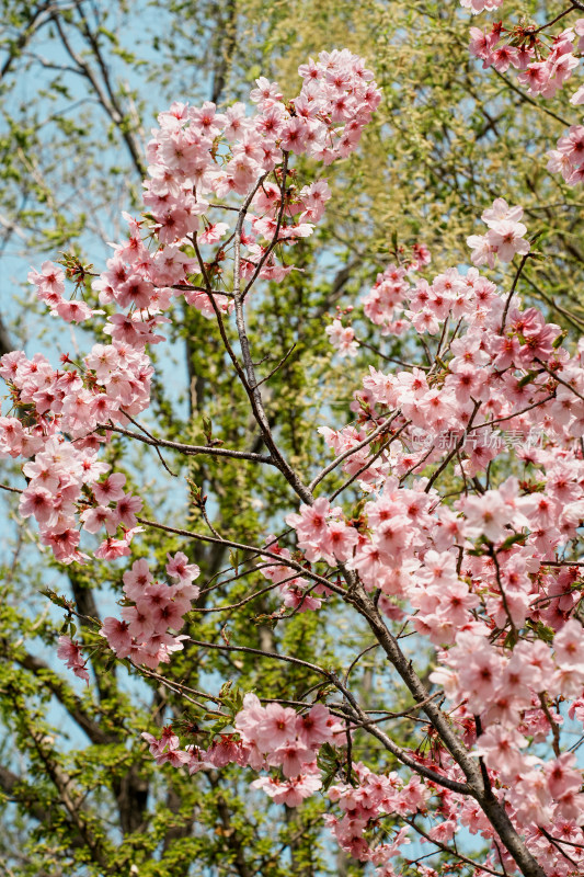 北京玉渊潭公园樱花节樱花