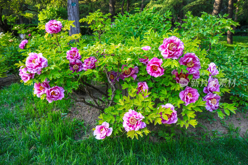 北京景山公园牡丹花花卉