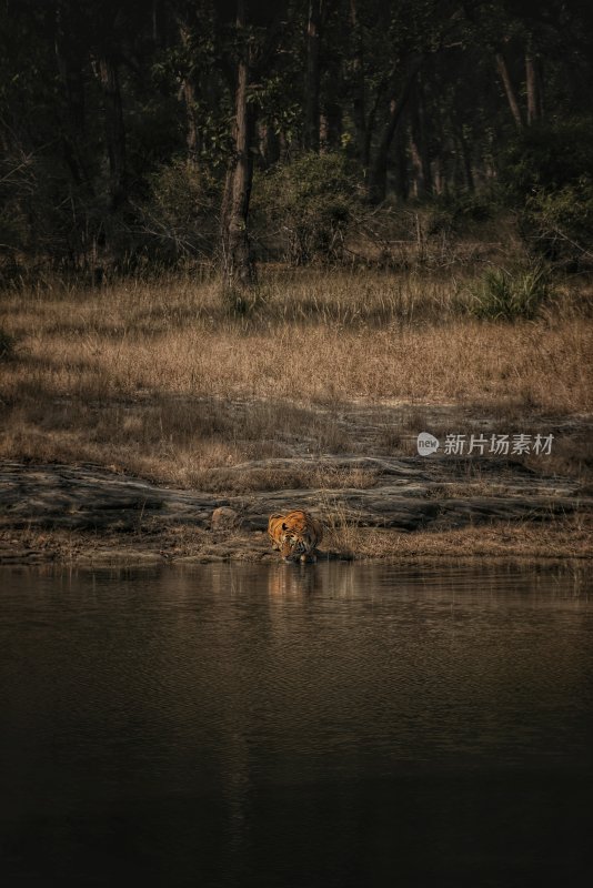 百兽之王老虎猛虎东北虎白虎虎威