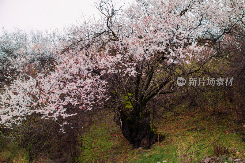 西藏林芝桃花盛开风光