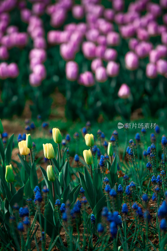 春天的花朵