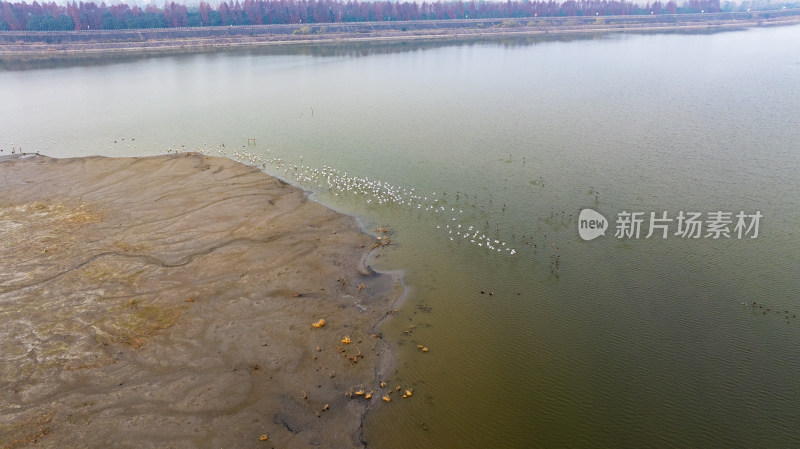 杭州大江东大湾区湿地公园候鸟栖息地