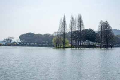 无锡市太湖鼋头渚风景区春日池塘水杉林倒影