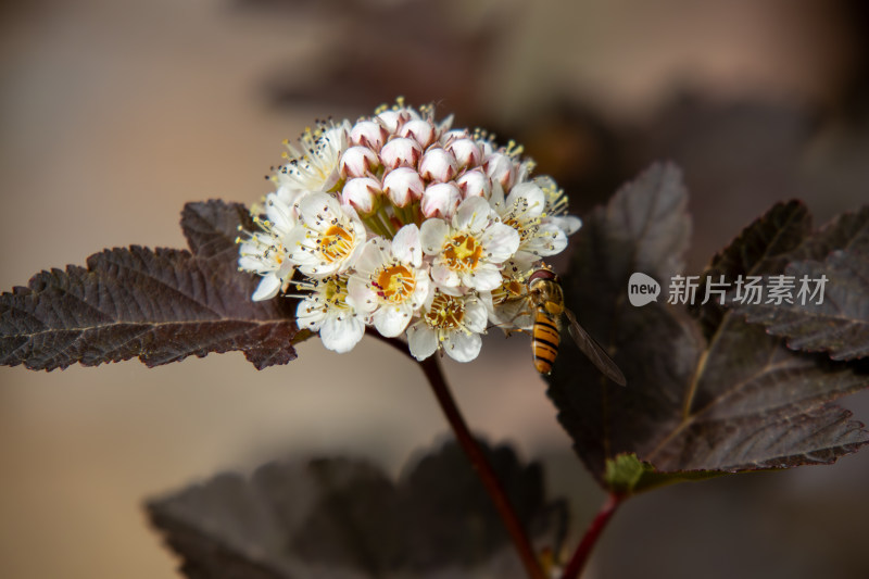 春天枝头绽放的无毛风箱果花球特写