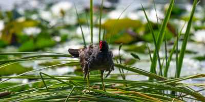 黑水鸡（Gallinula chloropus）