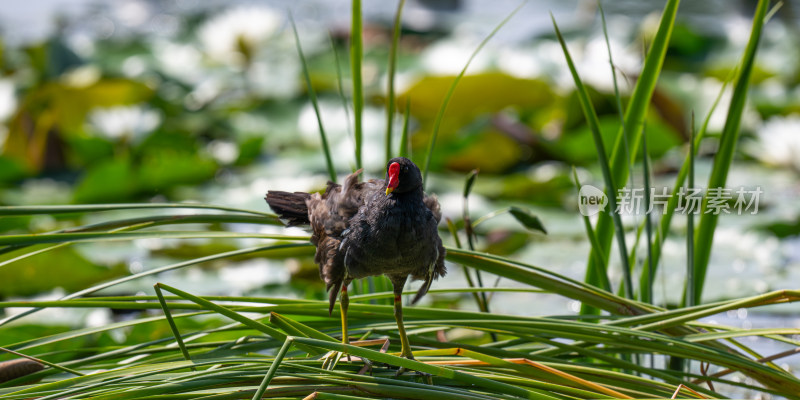 黑水鸡（Gallinula chloropus）