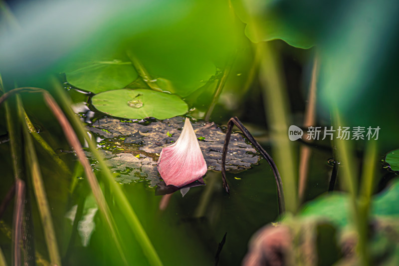 池塘荷花荷叶掉落的花瓣