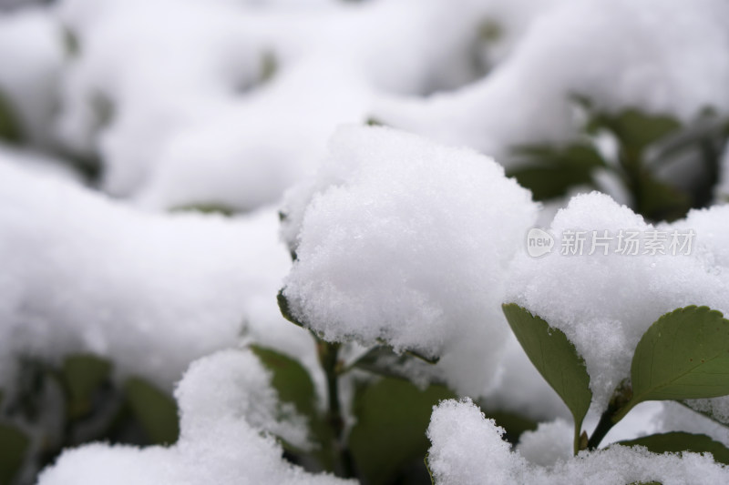 下雪后冬青树上厚厚的积雪