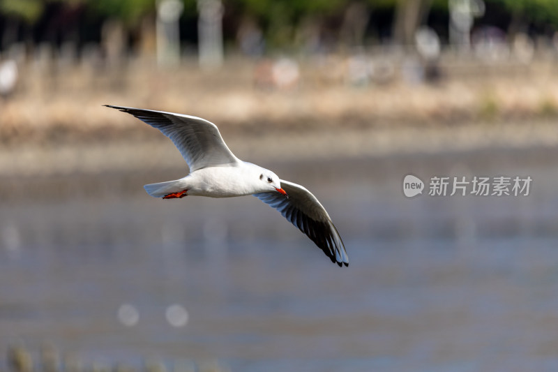 海鸥、红嘴鸥