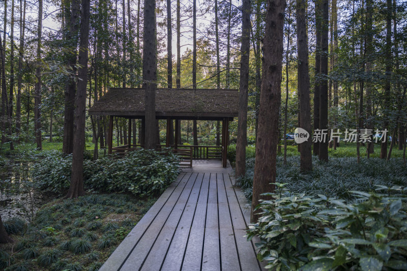 杭州西湖风景区曲院风荷风景