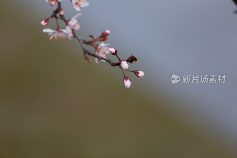 杭州钱塘江畔绽放的粉色李花特写