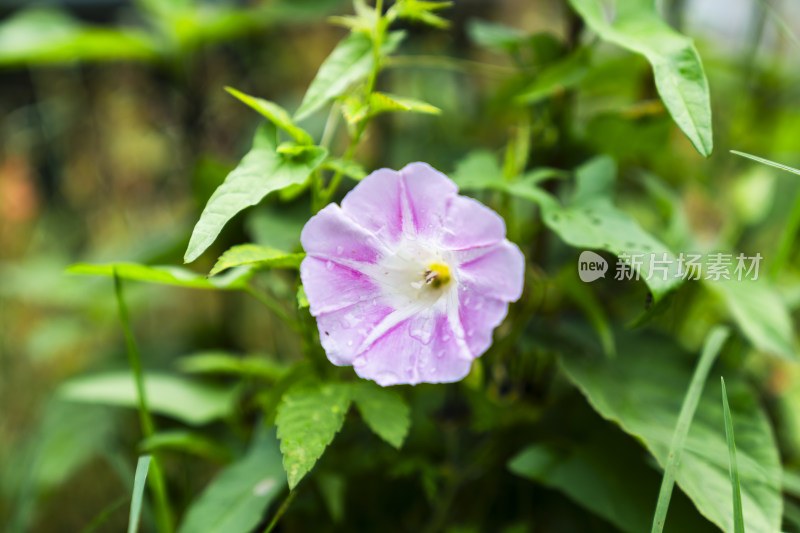 带水珠的紫色牵牛花特写