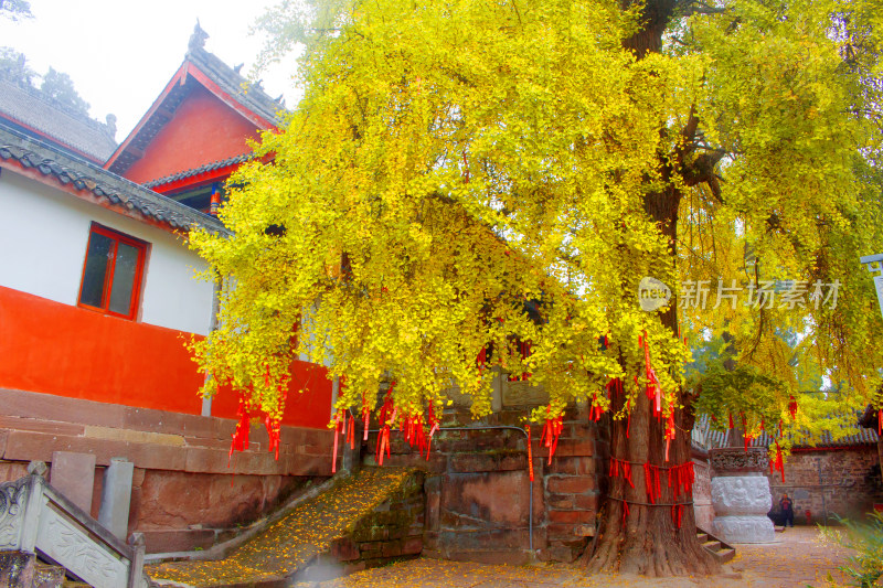 秋天背景植物银杏古建筑