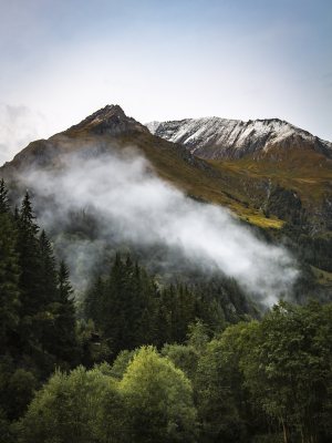 大自然森林树木旅行徒步野营