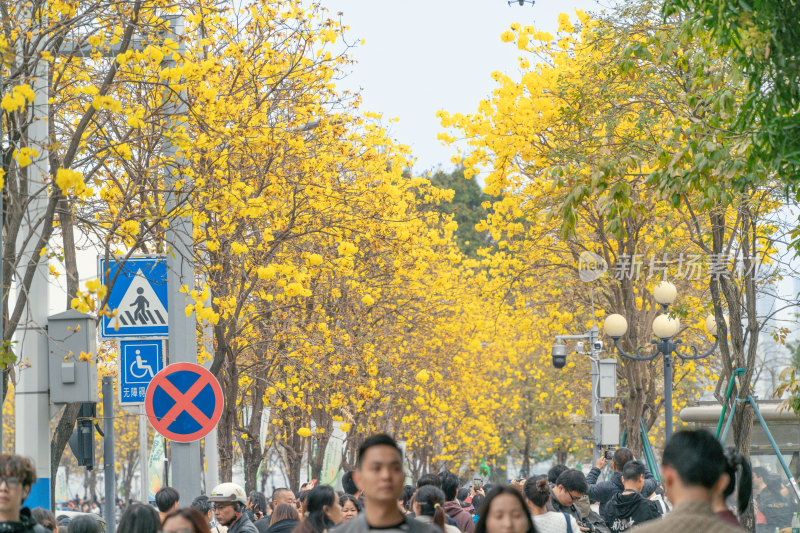 城市街道盛开黄花风铃木景象