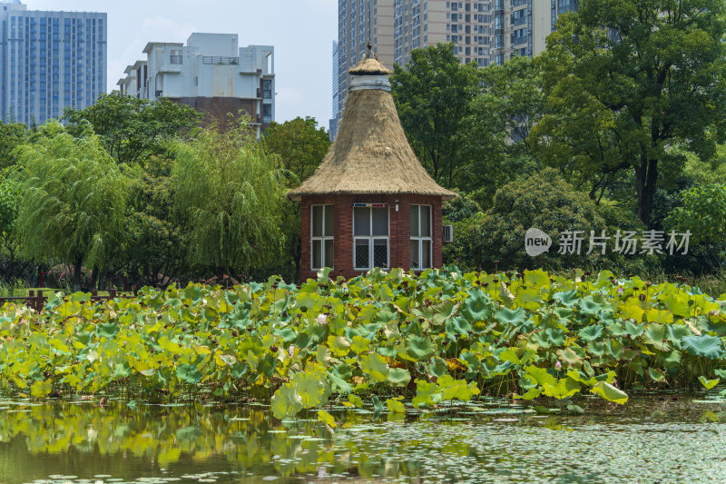 武汉关山荷兰风情园风景