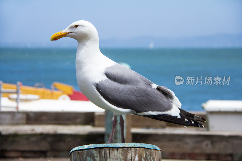 码头木桩上的野生海鸥